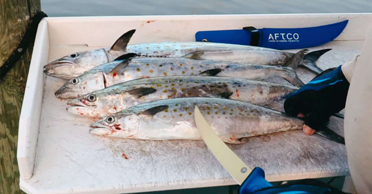 http://how%20to%20fillet%20spanish%20mackerel