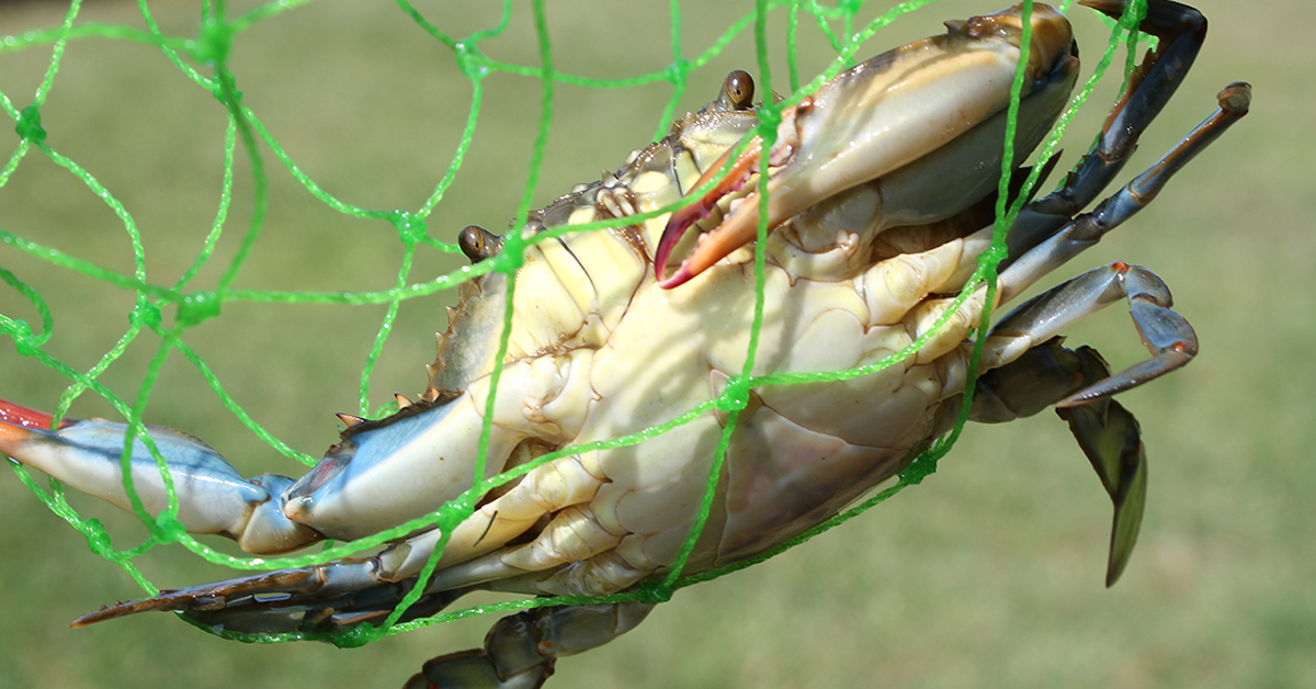 http://how%20to%20rig%20blue%20crab%20for%20tarpon