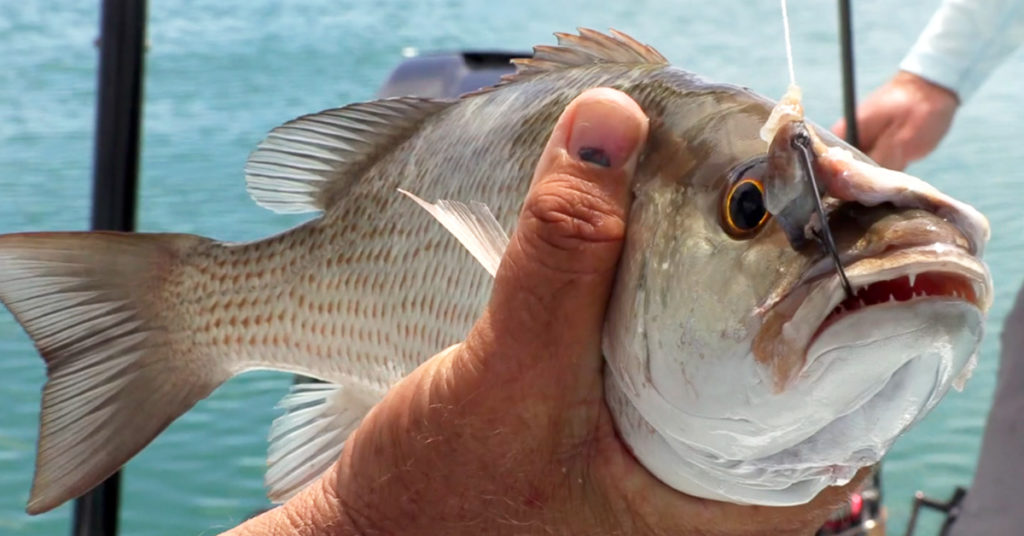 how to catch mangrove snapper