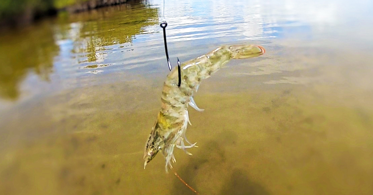 http://shrimp%20rigging%20mistakes