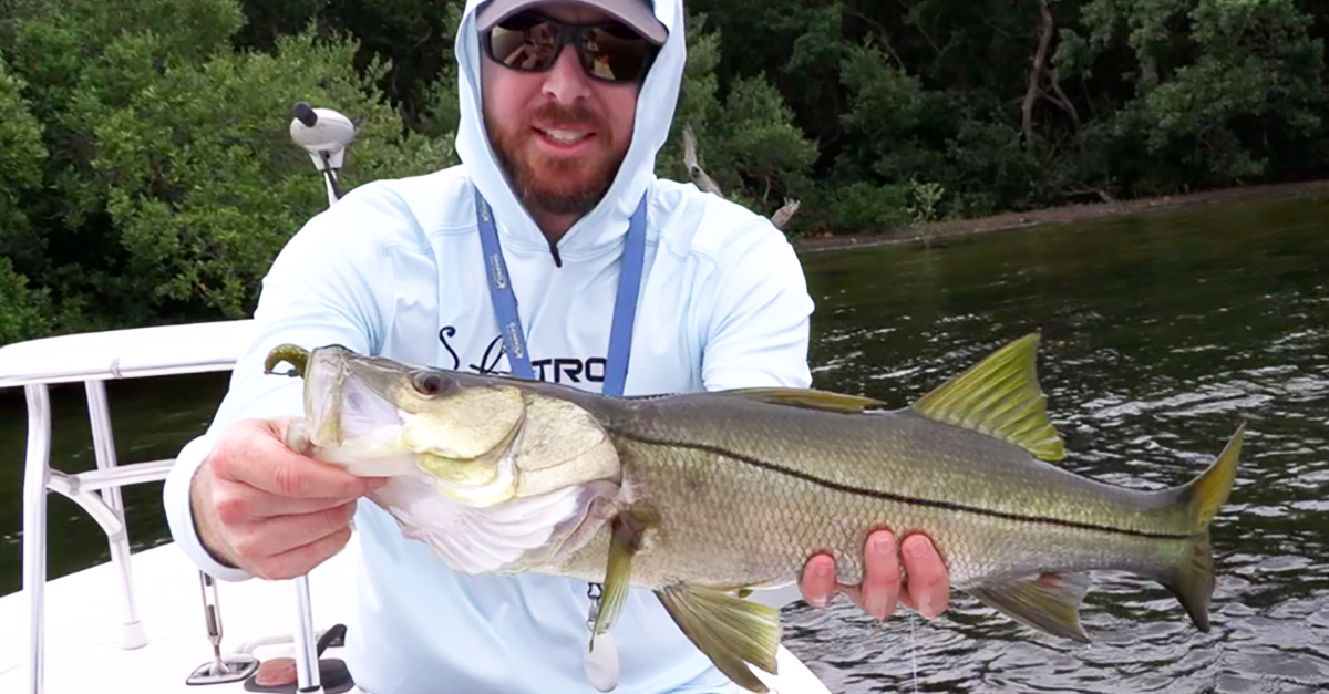 http://snook%20on%20jerk%20shad%20in%20shallow%20water