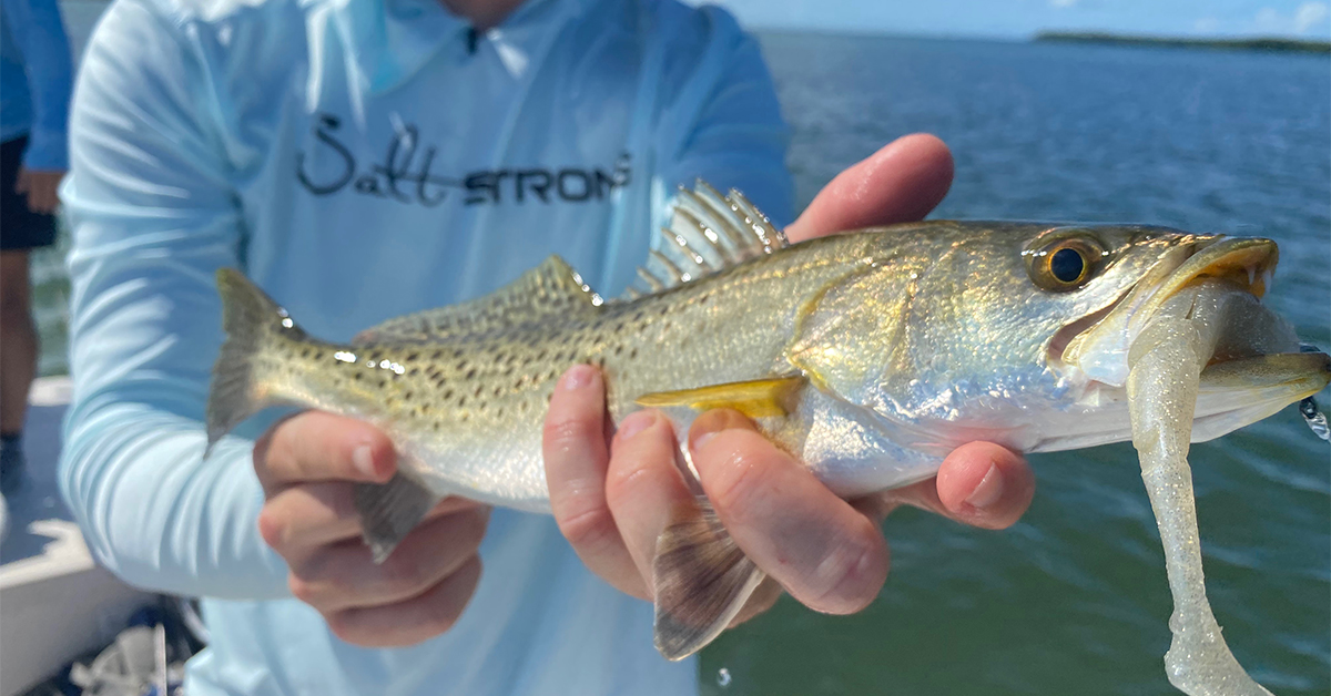http://how%20to%20quickly%20catch%20trout