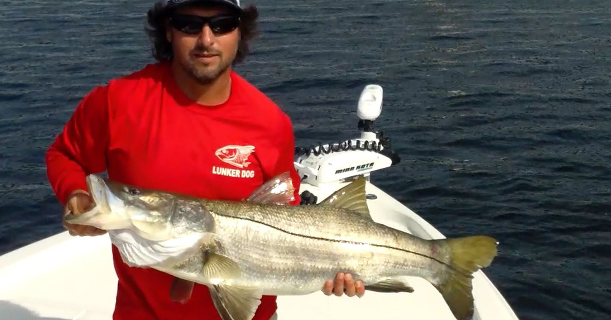 lunkerdog snook