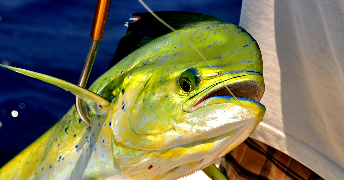 Gaffed Mahi-Mahi 