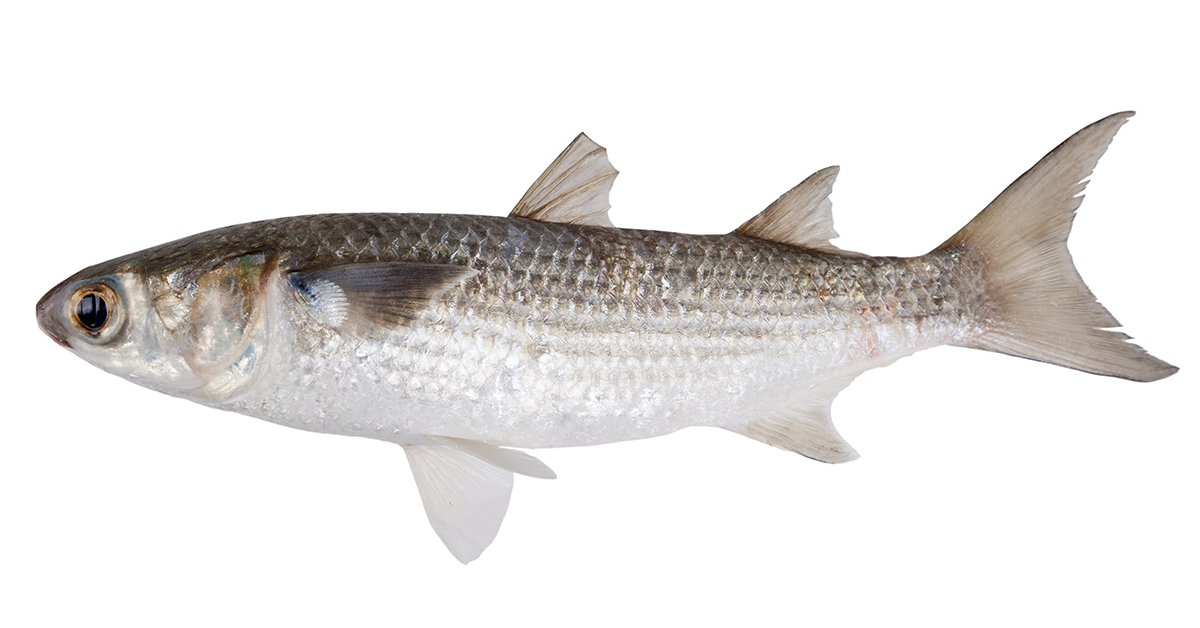 http://how%20to%20rig%20live%20mullet