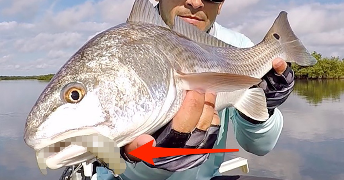 http://best%20inshore%20saltwater%20fishing%20lure