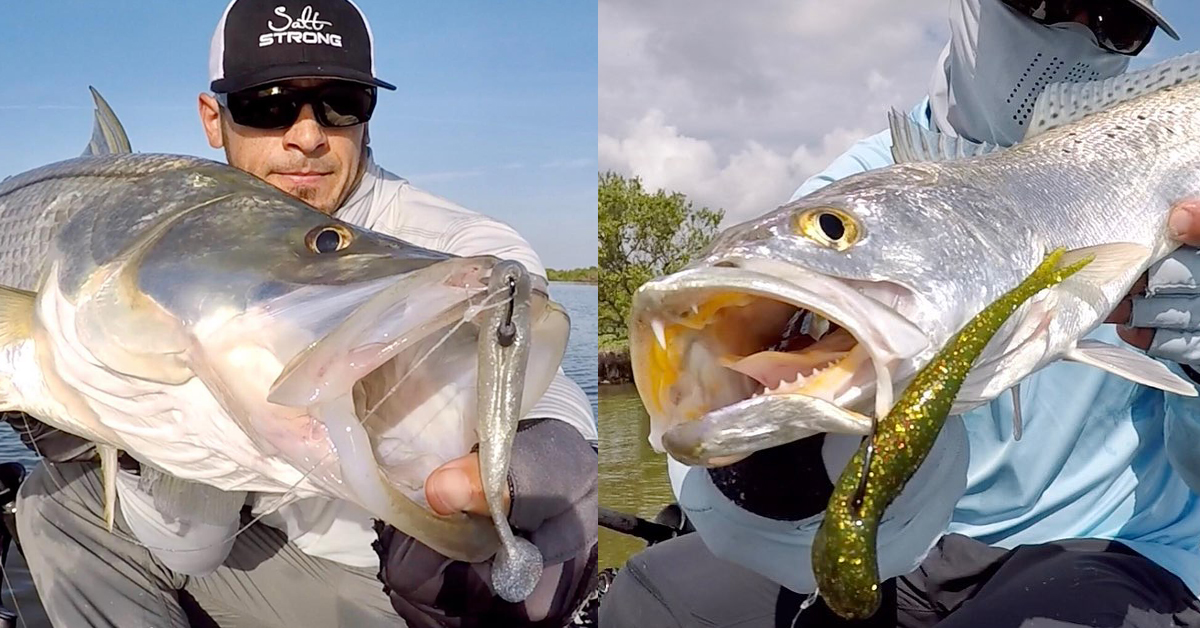 http://paddletails%20vs.%20split%20tails