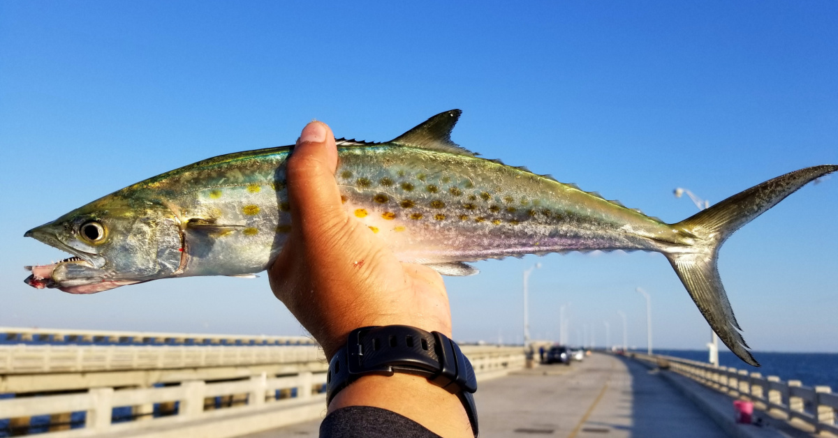 http://best%20piers%20for%20fishing