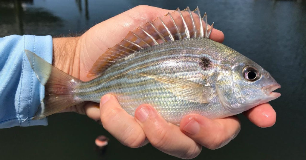 how to chum for pinfish