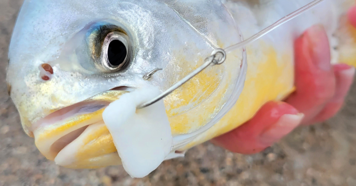 http://fishbites%20baits%20for%20surf%20fishing