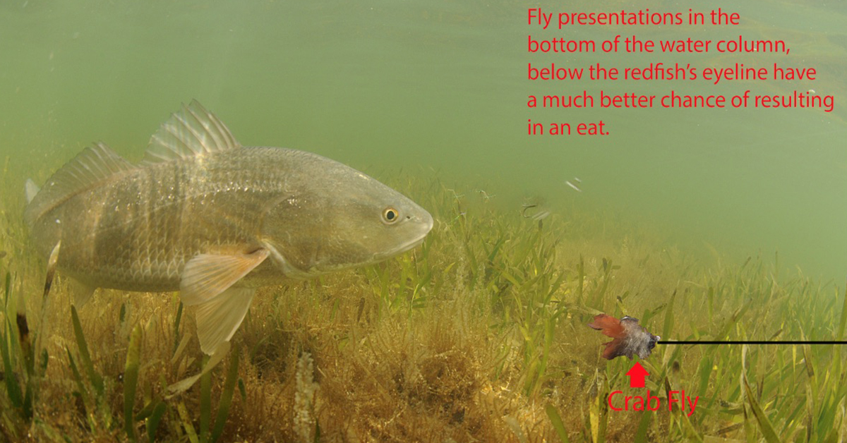 Redfish fly fishing