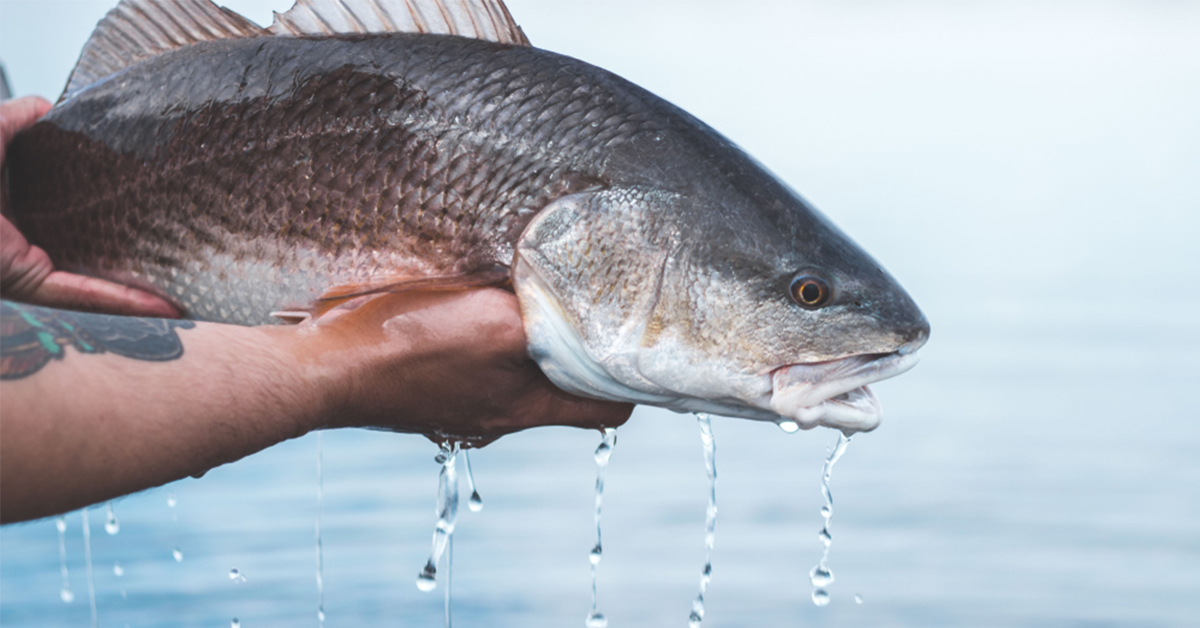 http://how%20to%20catch%20redfish