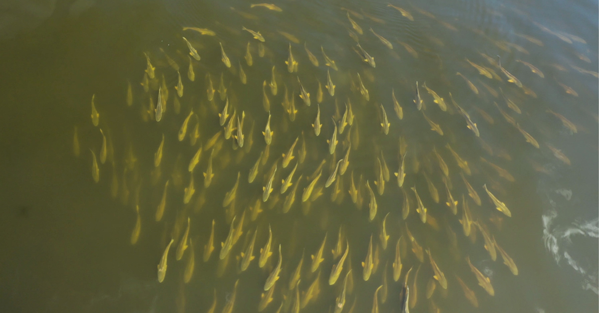 http://redfish%20school%20slam%20shady%20lure%20paddletail