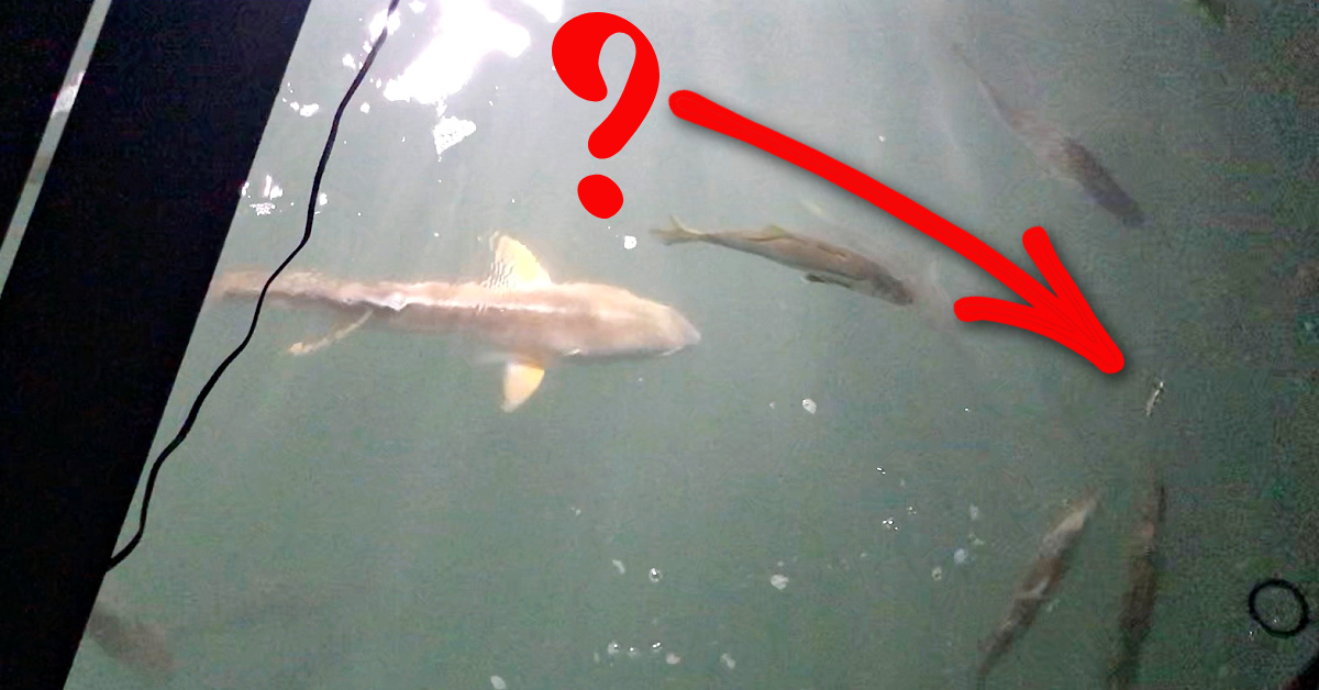 http://dr%20juice%20saltwater%20scent%20fires%20up%20snook