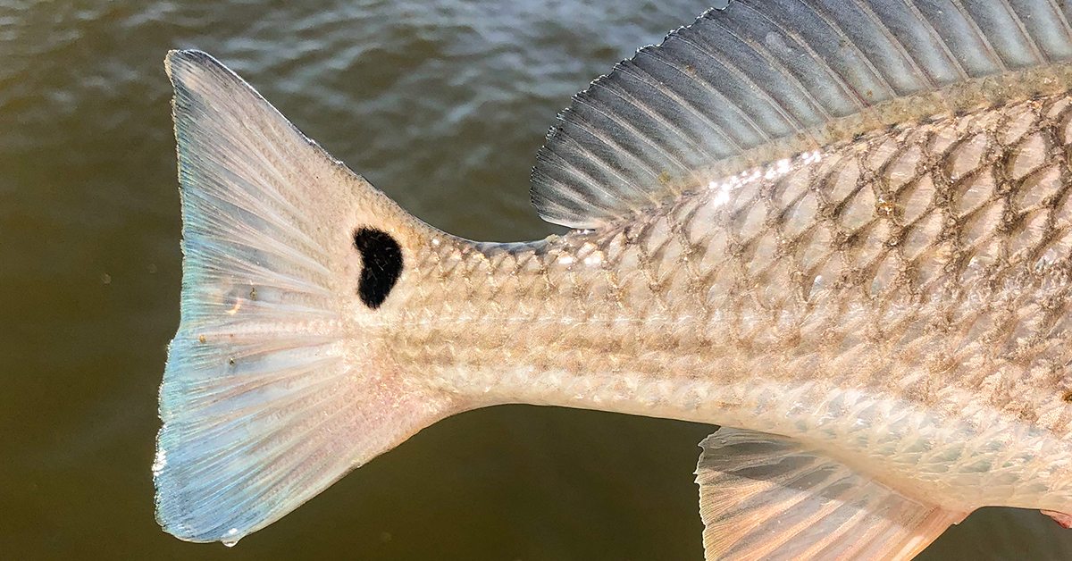 http://how%20to%20catch%20an%20inshore%20slam%20in%20winter
