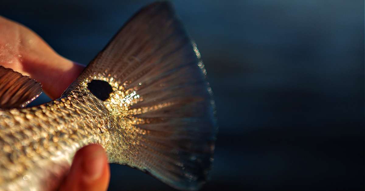 http://how%20to%20cast%20at%20tailing%20redfish