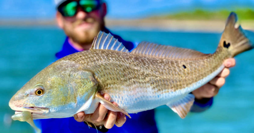 winter redfish spots