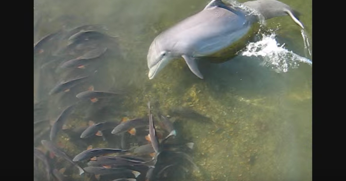 http://top%203%20most%20viral%20redfish%20videos