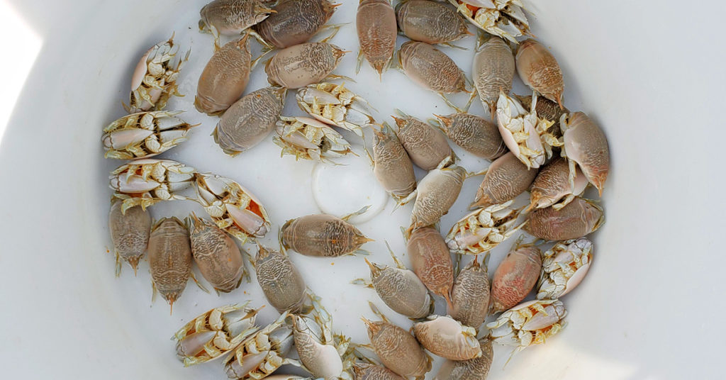 surf fishing bait