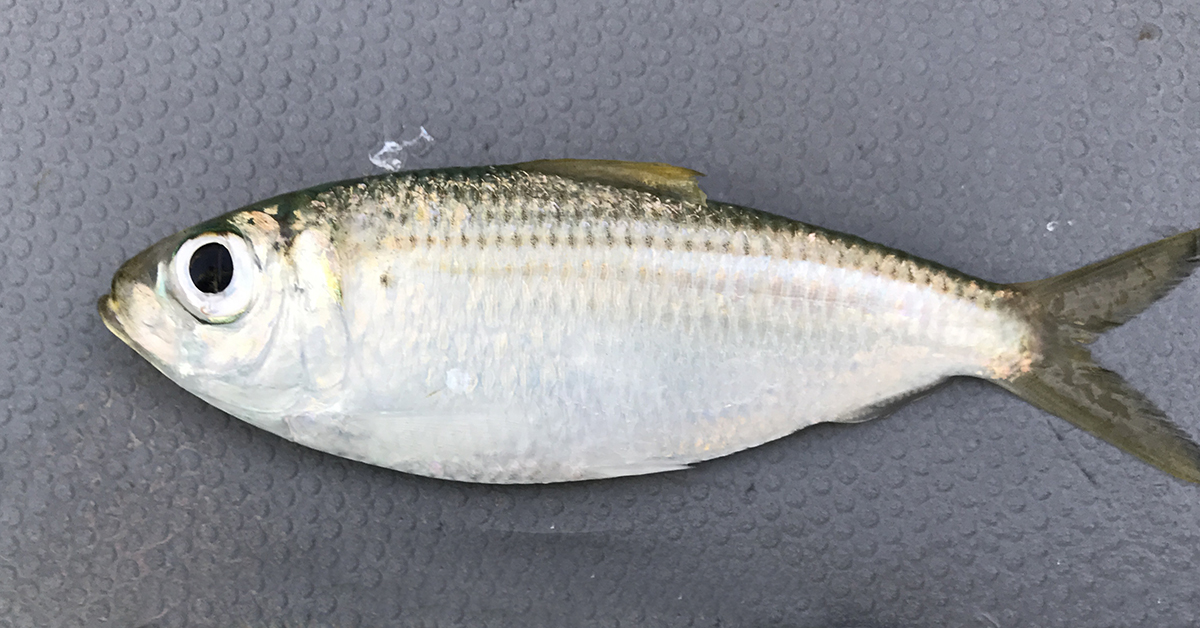 http://chumming%20for%20trout
