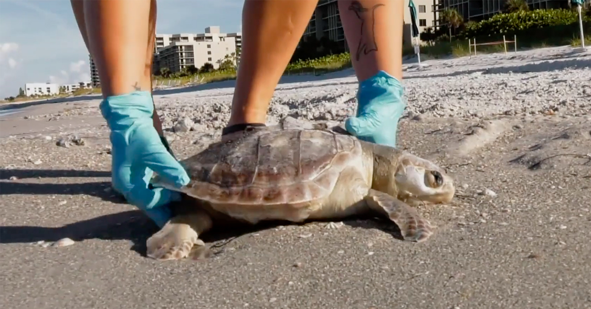 http://sea%20turtle%20water%20pollution