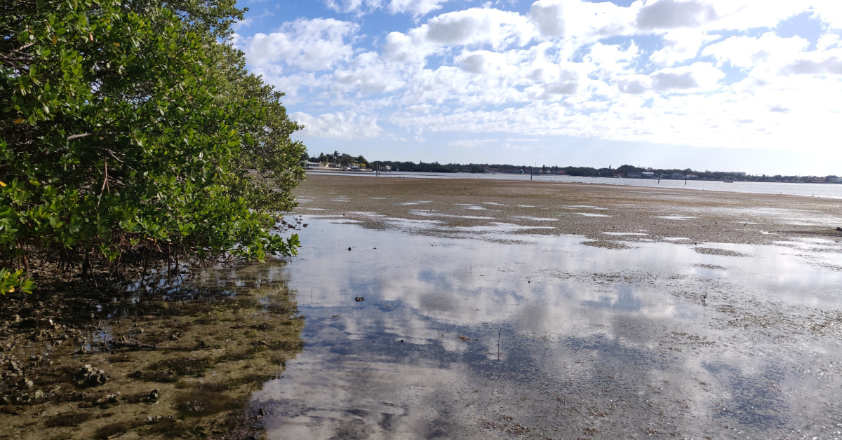 http://what%20is%20causing%20all%20of%20the%20seagrass%20to%20die%20off?