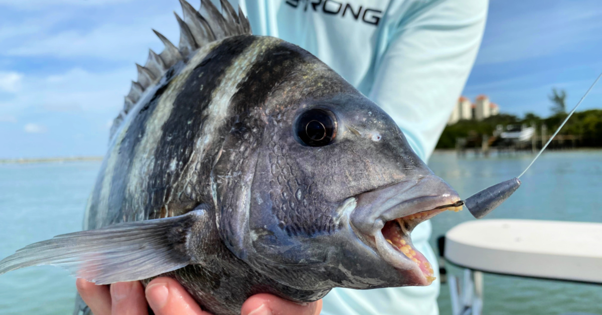 http://dock%20fishing%20with%20weedless%20shrimp%20rig