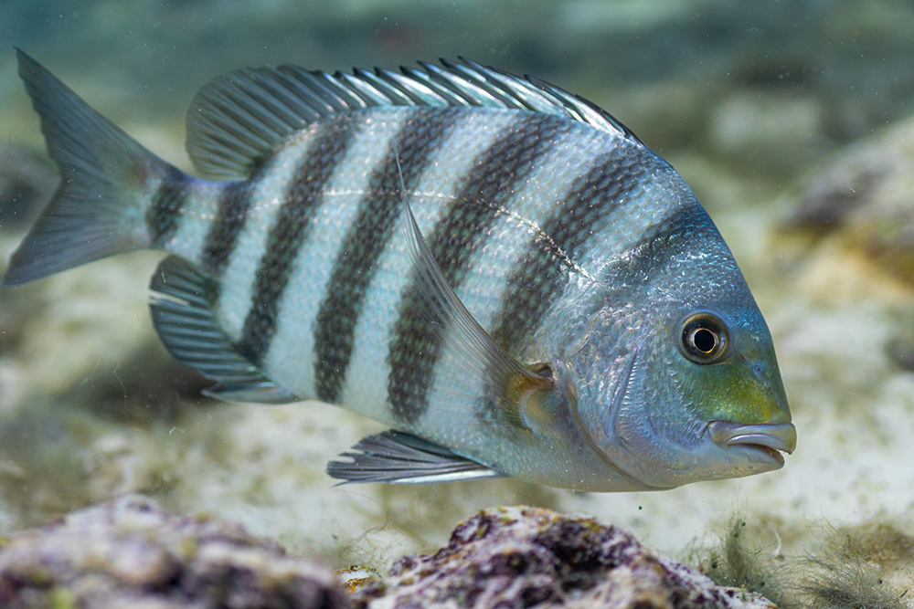 sheepshead rig