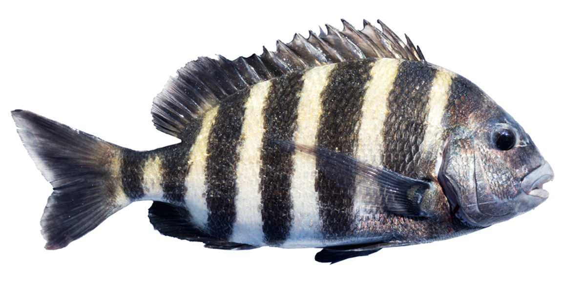 http://sheepshead%20fishing