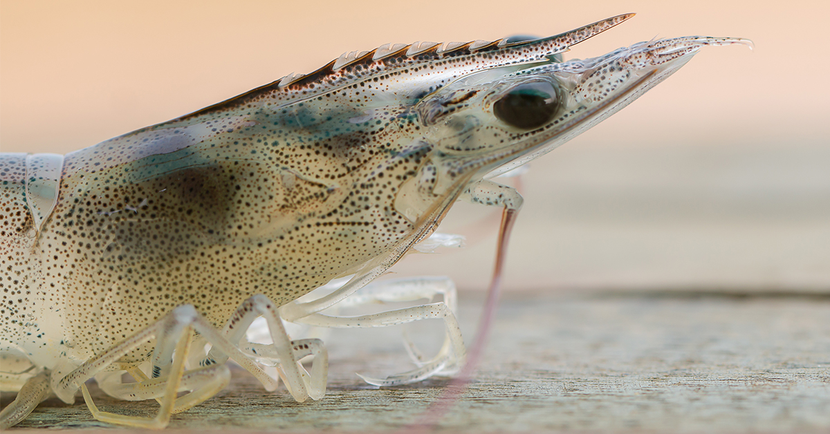 http://how%20to%20catch%20fish%20with%20live%20shrimp