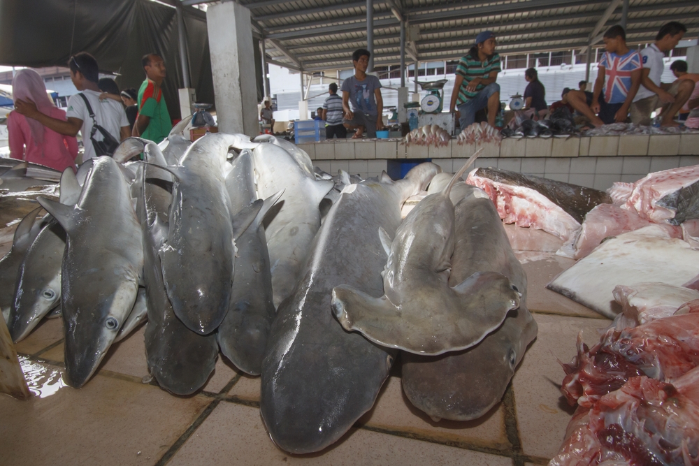 illegal fishing hackers