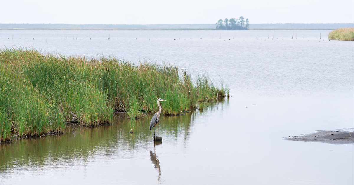 http://inshore%20fishing%20in%20brackish%20coastal%20rivers