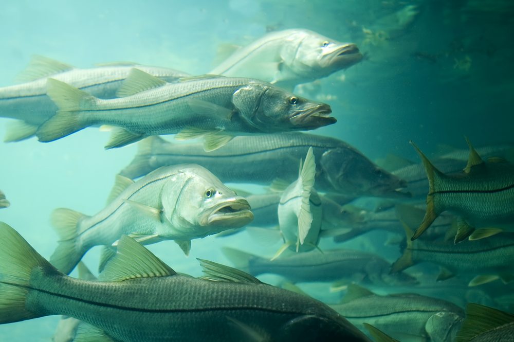 underwater snook