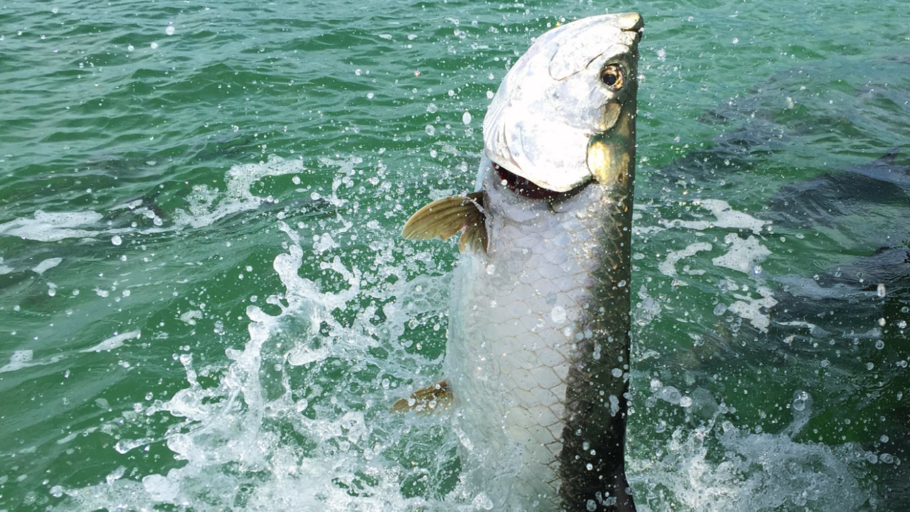 http://tarpon%20tactics