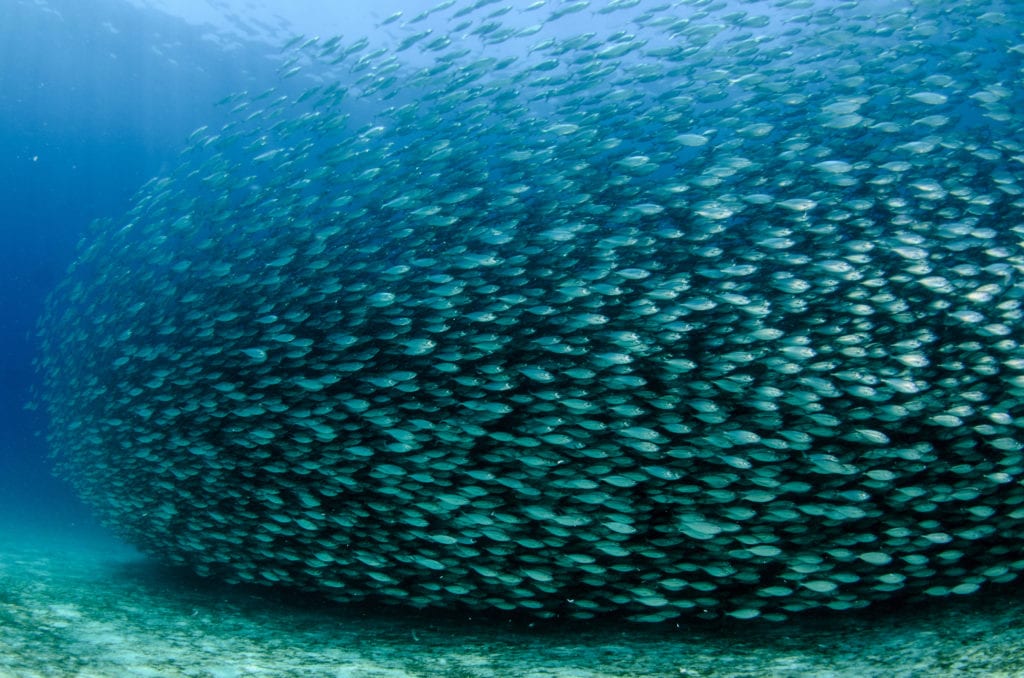 best bait for kingfish and spanish mackerel