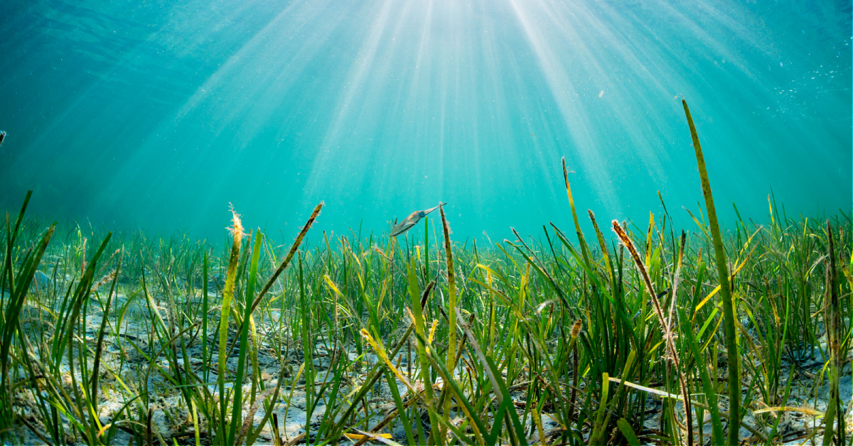 http://the%20truth%20about%20seagrass%20kill%20off