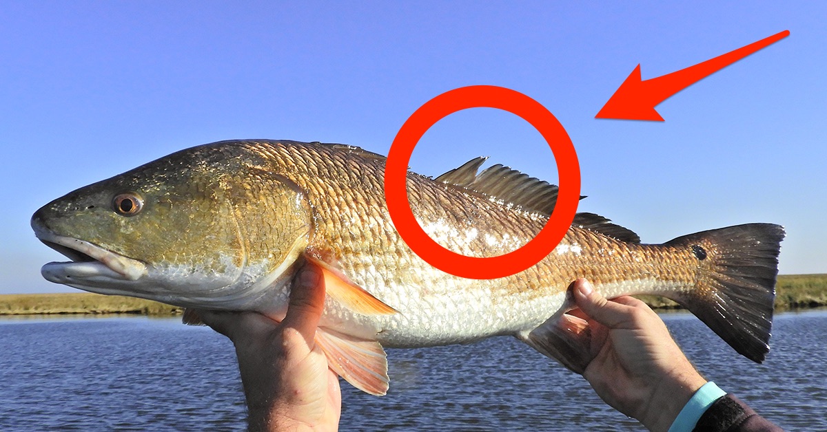 http://mishandling%20fish
