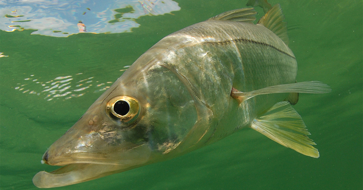 http://are%20snook%20attracted%20to%20scent