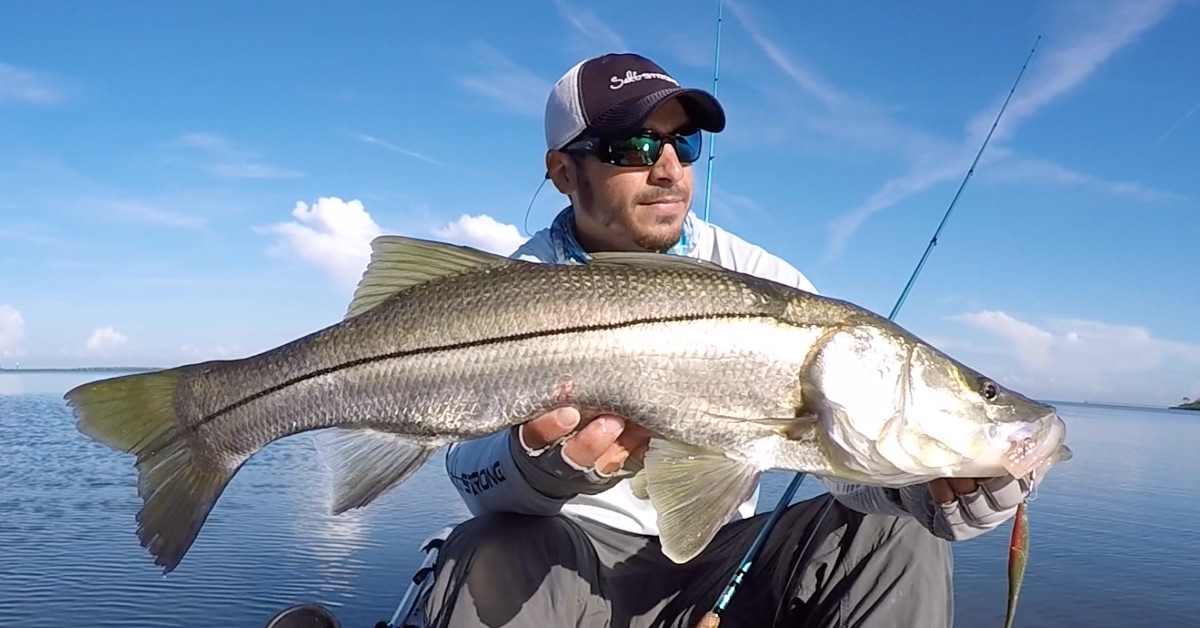 snook fish picture