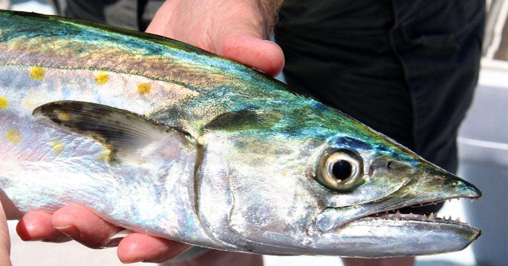 catch spanish mackerel