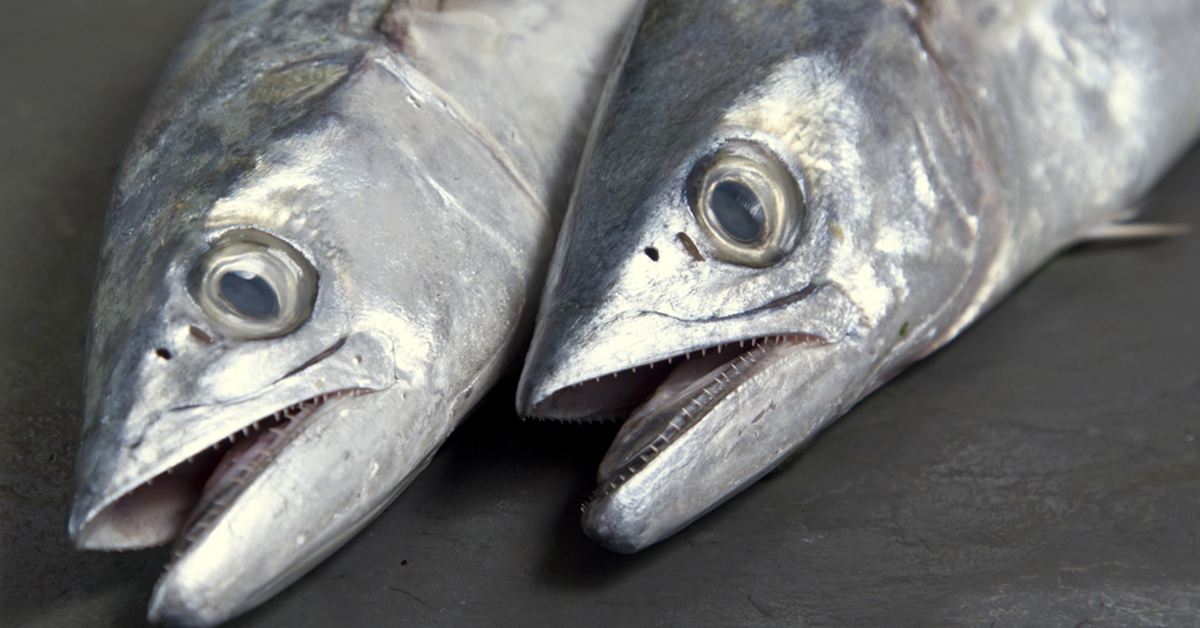 http://spanish%20mackerel%20rig