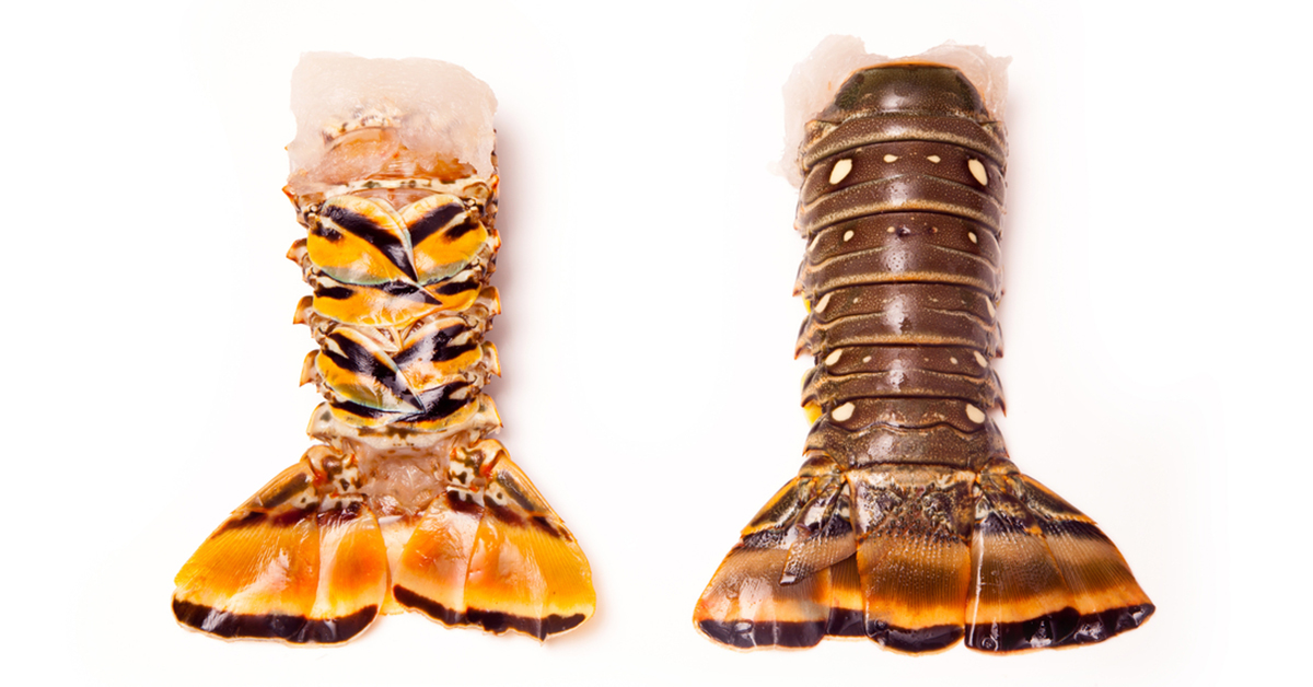 http://how%20to%20catch%20spiny%20lobster