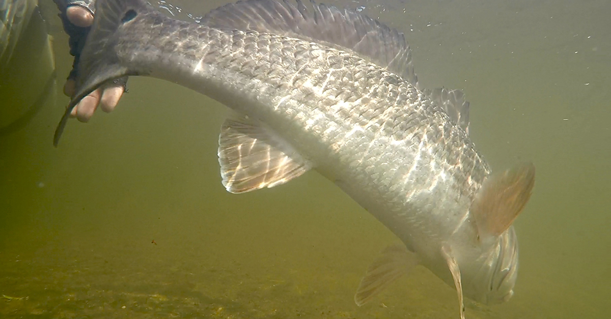 http://how%20to%20catch%20spooked%20fish