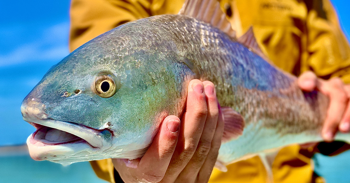 http://spring%20redfish%20tips
