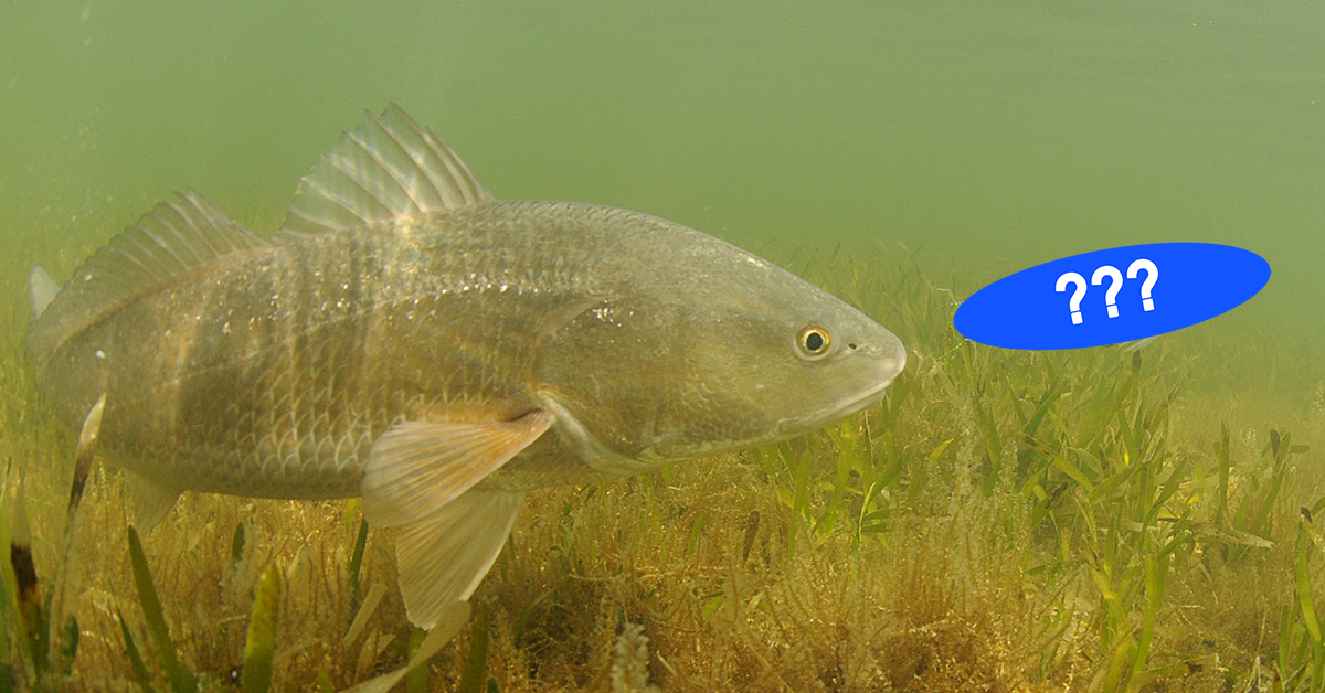 http://springtime%20fishing%20lures