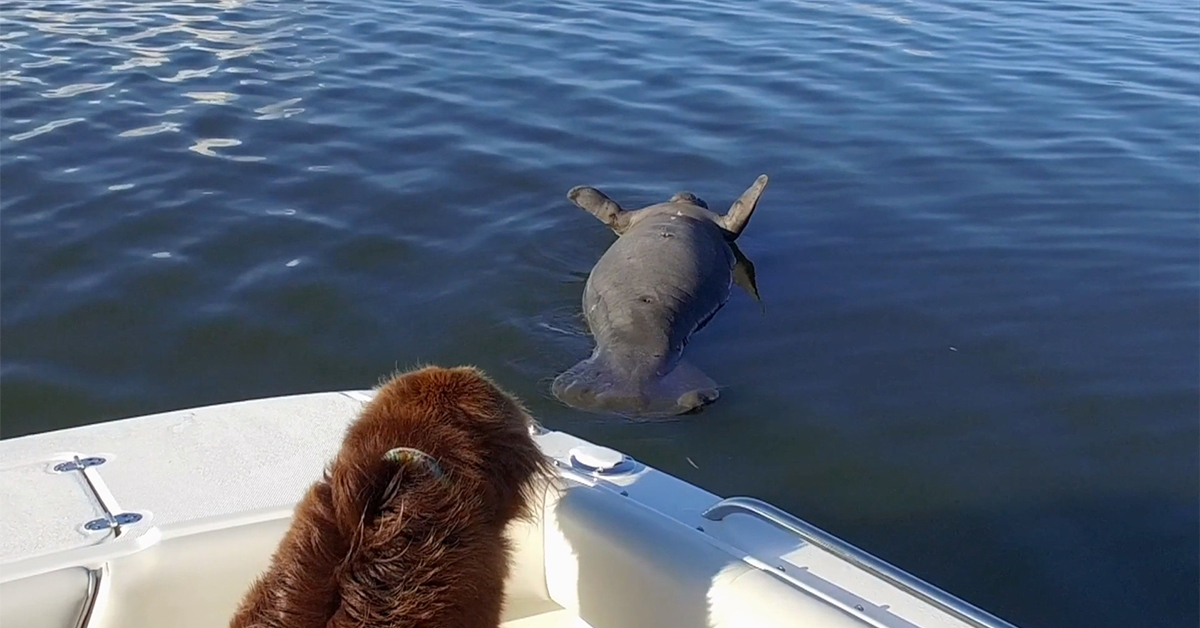 http://state%20of%20denial%20manatee%20red%20tide