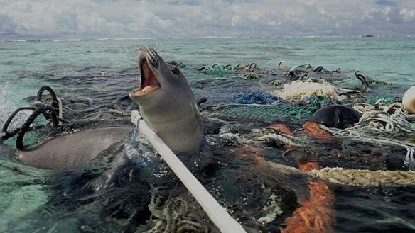 biodegradable fishing lures