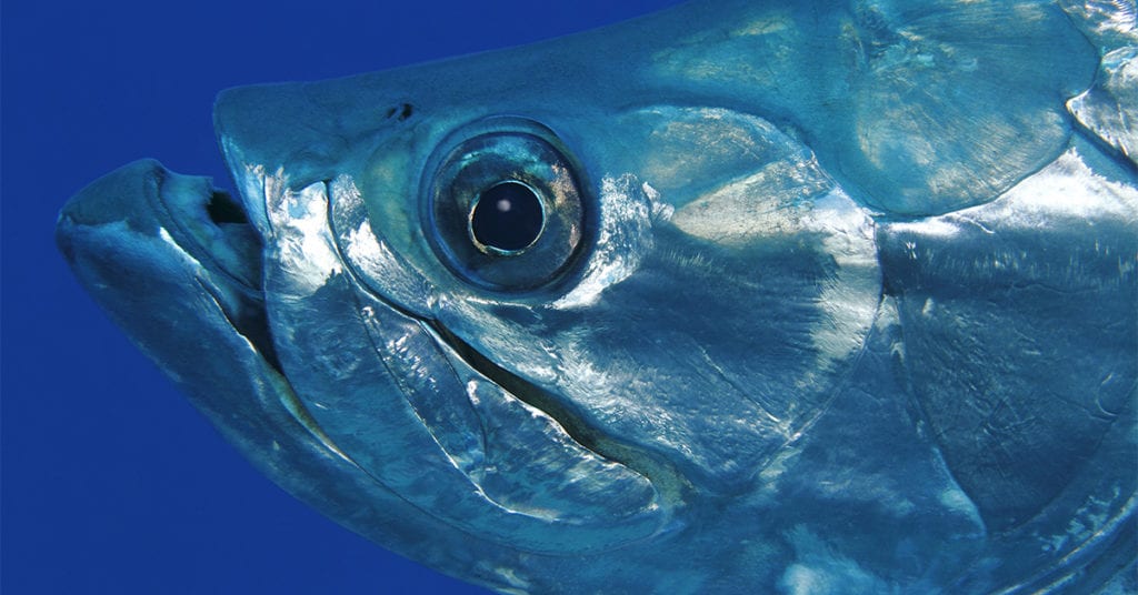 fishing newsletter