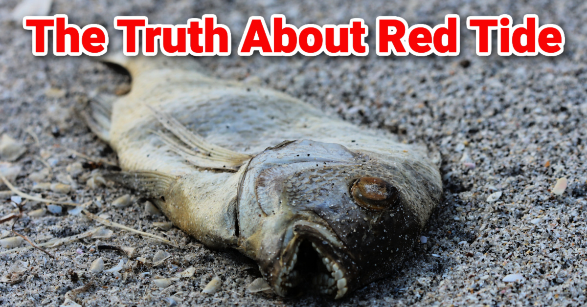 http://the%20truth%20about%20red%20tide%20and%20piney%20point