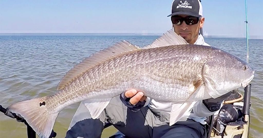 big redfish on cut bait